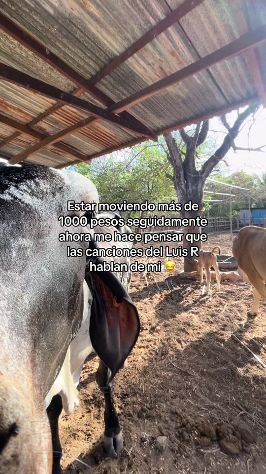 TikTok video thumbnail by _eduardoangulo_