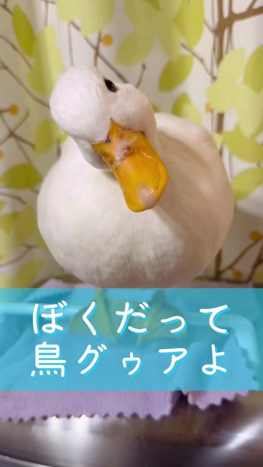 TikTok video thumbnail by calldack_peichan