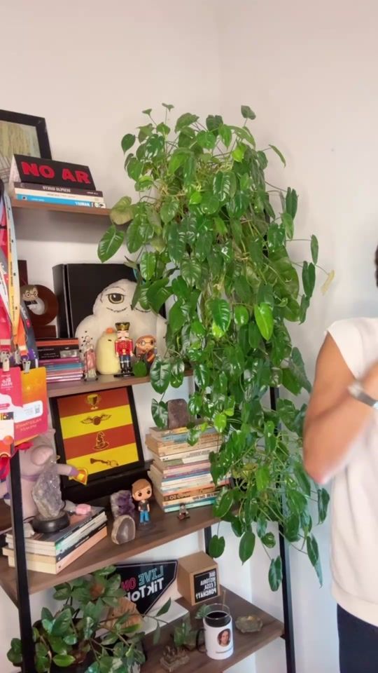 TikTok video thumbnail by tadeutannouri