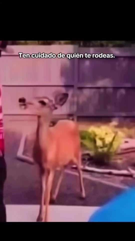 TikTok video thumbnail by psicologia21