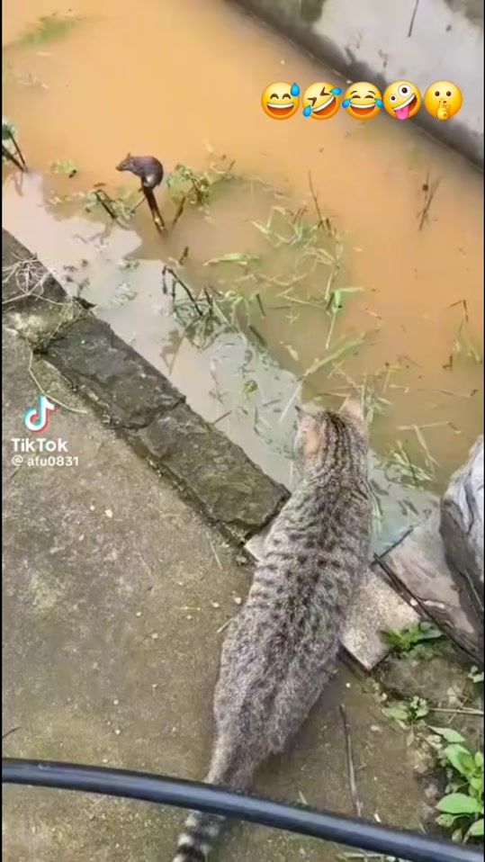 TikTok video thumbnail by nishaali832