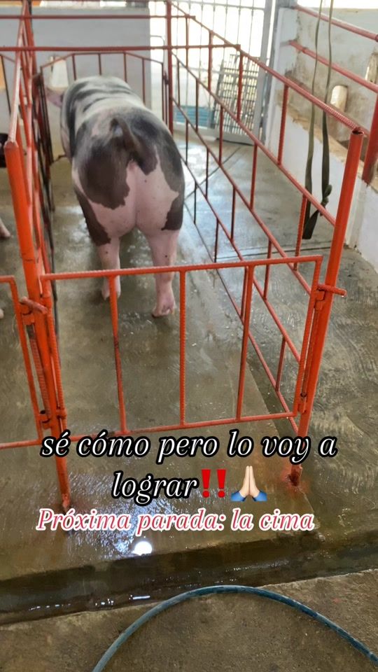 TikTok video thumbnail by porky_ranch