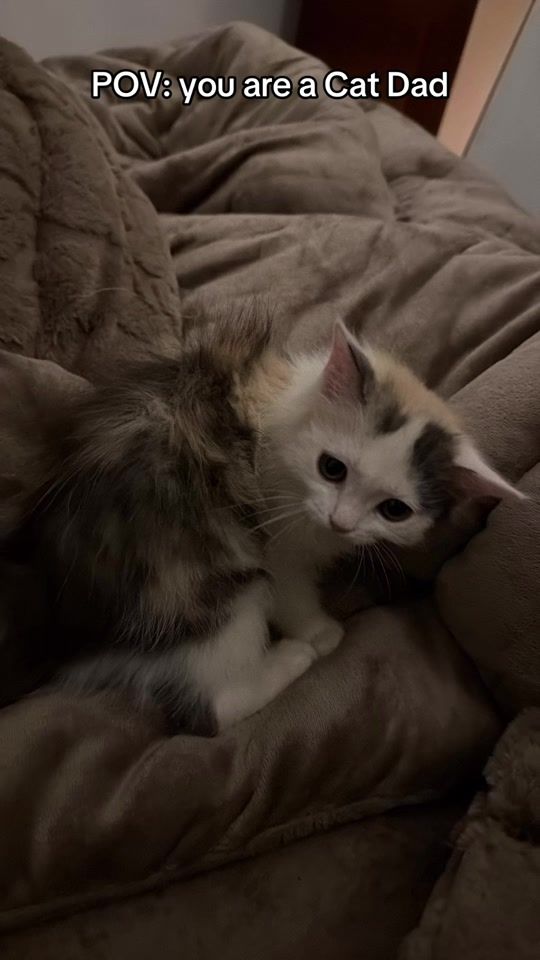TikTok video thumbnail by dennismaverick
