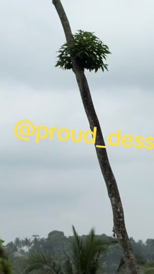 TikTok video thumbnail by proud_dessinz