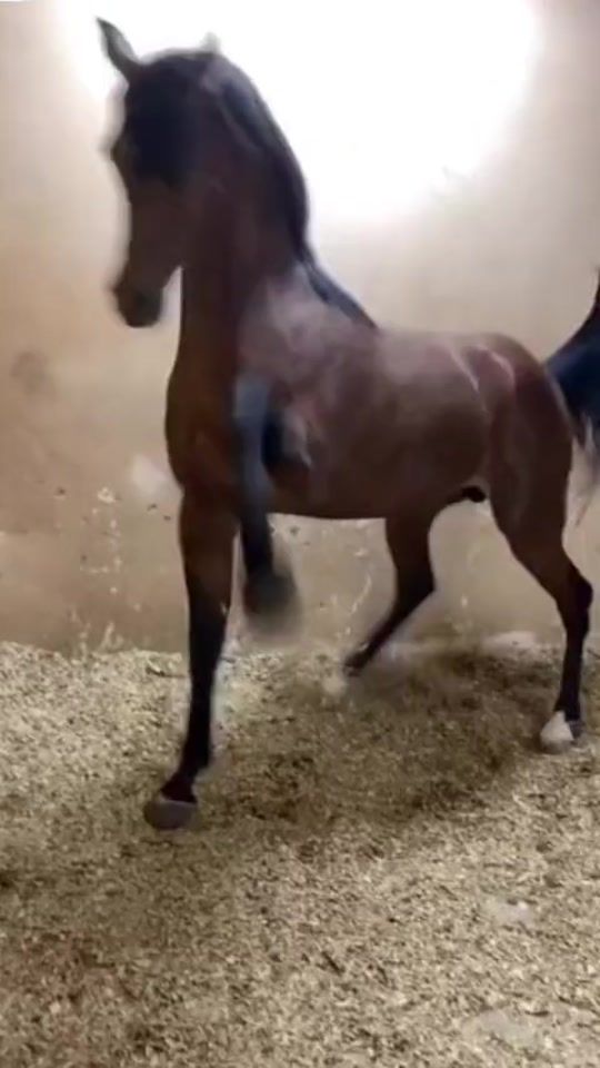 TikTok video thumbnail by ah.nablus