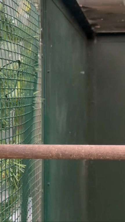 TikTok video thumbnail by alsyad02