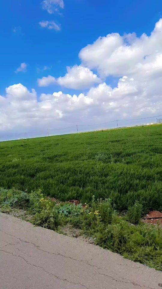 TikTok video thumbnail by zhrt_algardenea2