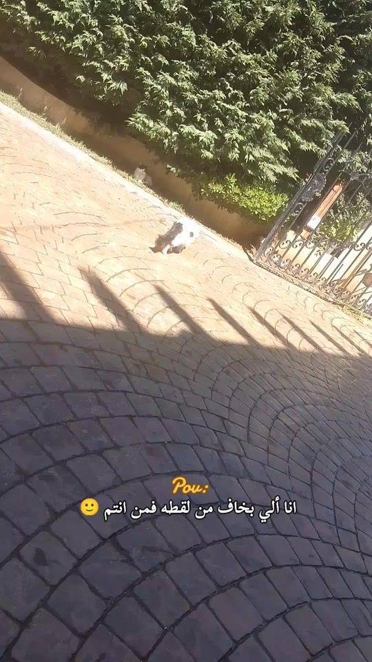 TikTok video thumbnail by kaetarsaeed