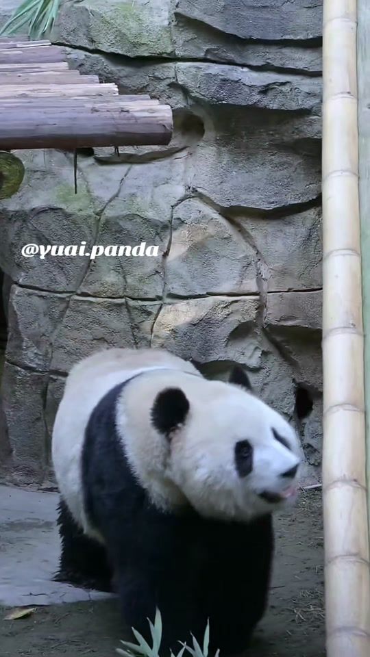 TikTok video thumbnail by yuai.panda