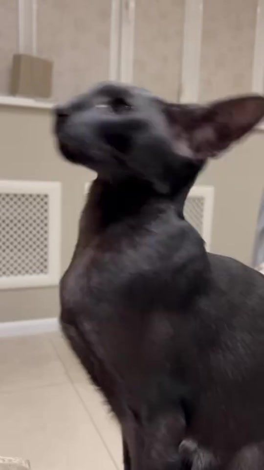 TikTok video thumbnail by jalikova