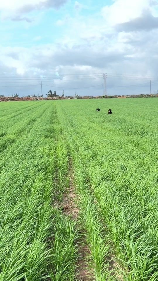 TikTok video thumbnail by mors.dogs