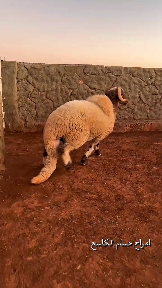 TikTok video thumbnail by anas_msatfa_