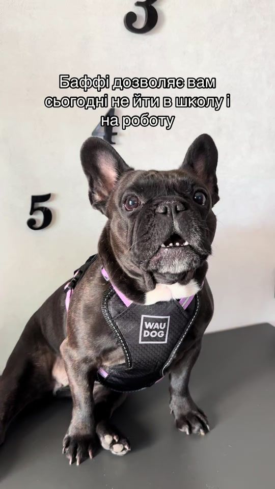 TikTok video thumbnail by baffy.frenchbulldog