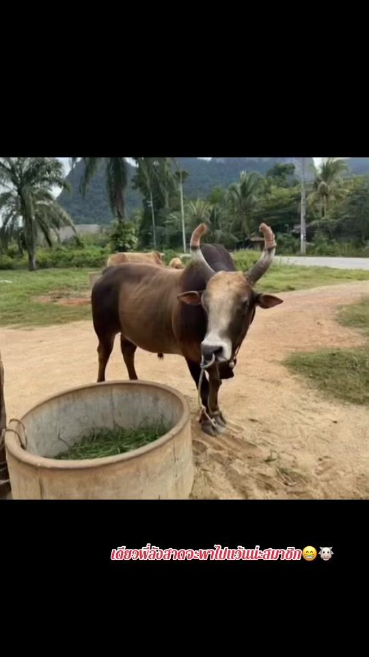 TikTok video thumbnail by no3690777