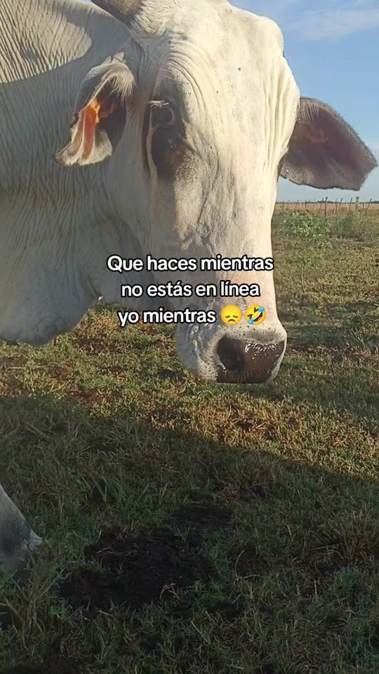 TikTok video thumbnail by hector.cabral74