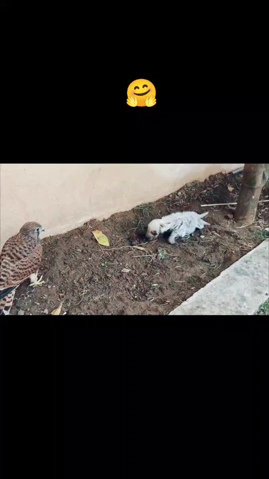 TikTok video thumbnail by rawche_bardarash