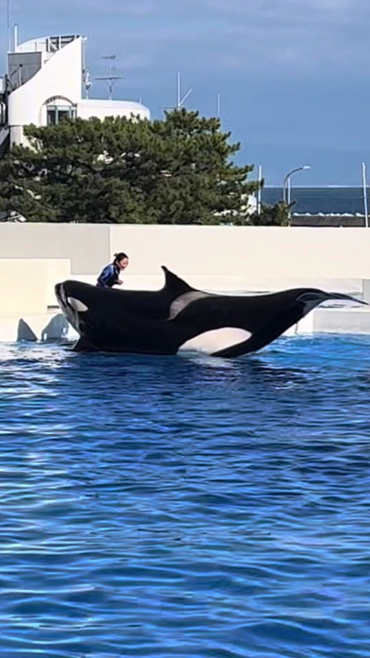 TikTok video thumbnail by luv_orcas