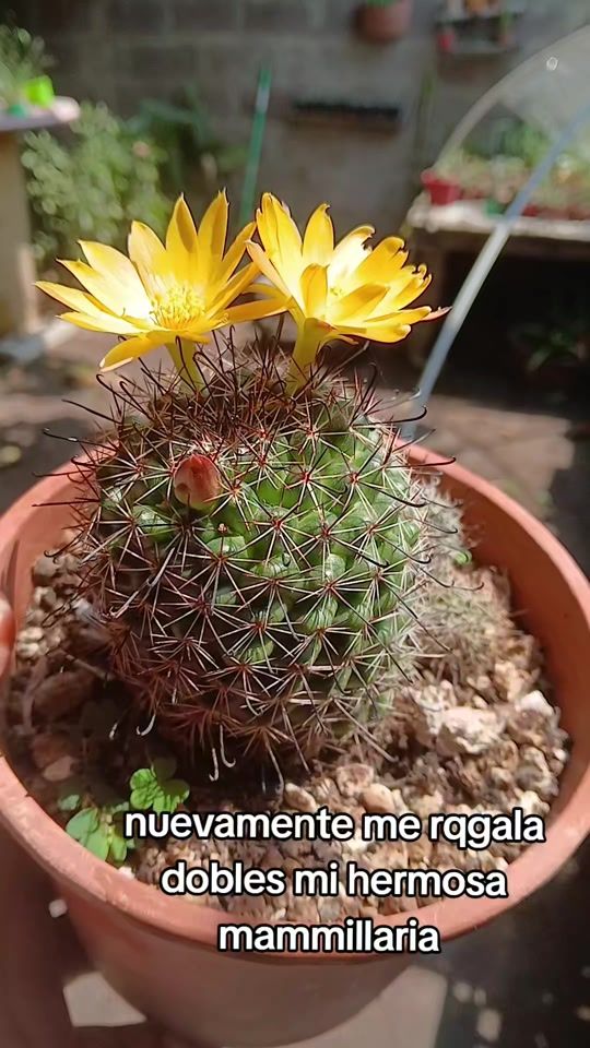 TikTok video thumbnail by little.cactus25