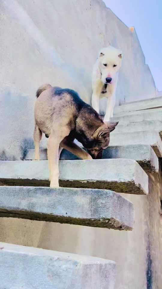 TikTok video thumbnail by dogswabi