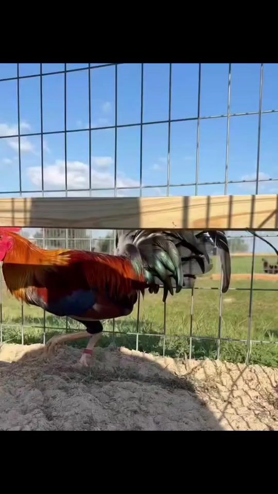 TikTok video thumbnail by greenjeanfarms