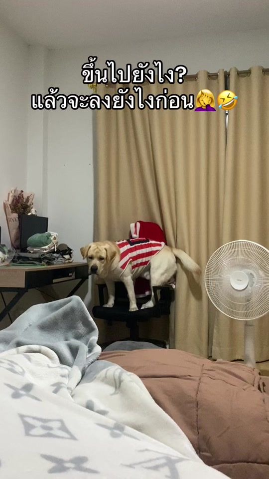 TikTok video thumbnail by khawneawza_
