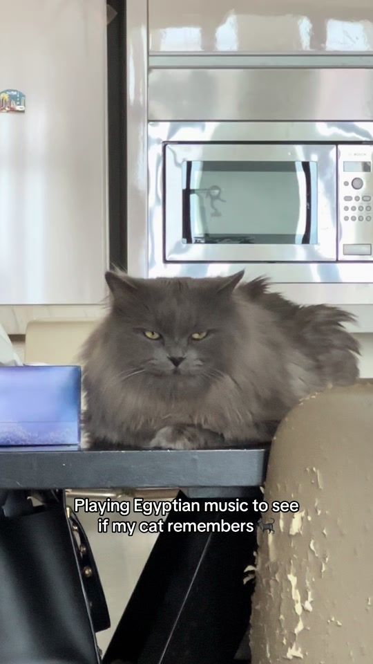 TikTok video thumbnail by qushayry1