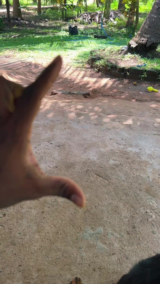 TikTok video thumbnail by rottyshasha