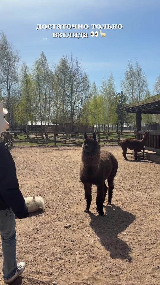 TikTok video thumbnail by animalspark.by