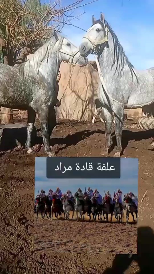 TikTok video thumbnail by bouzid.merrad
