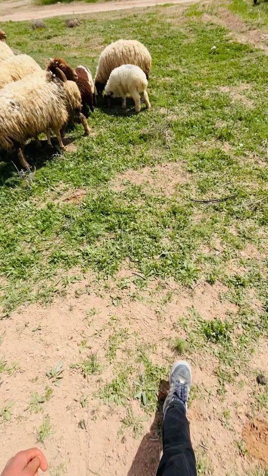 TikTok video thumbnail by memduh.63_42