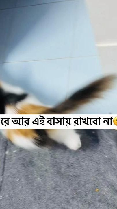 TikTok video thumbnail by dampur_bou