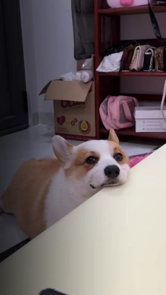 TikTok video thumbnail by behai.corgi