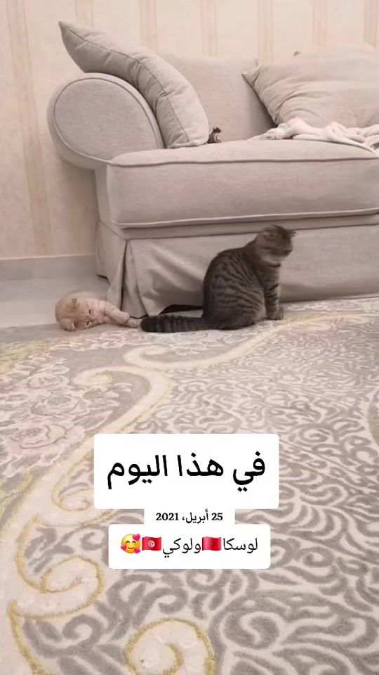 TikTok video thumbnail by luska_moroco