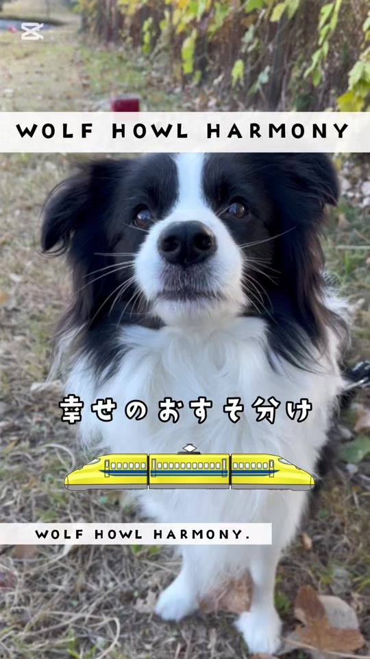 TikTok video thumbnail by panchan0603