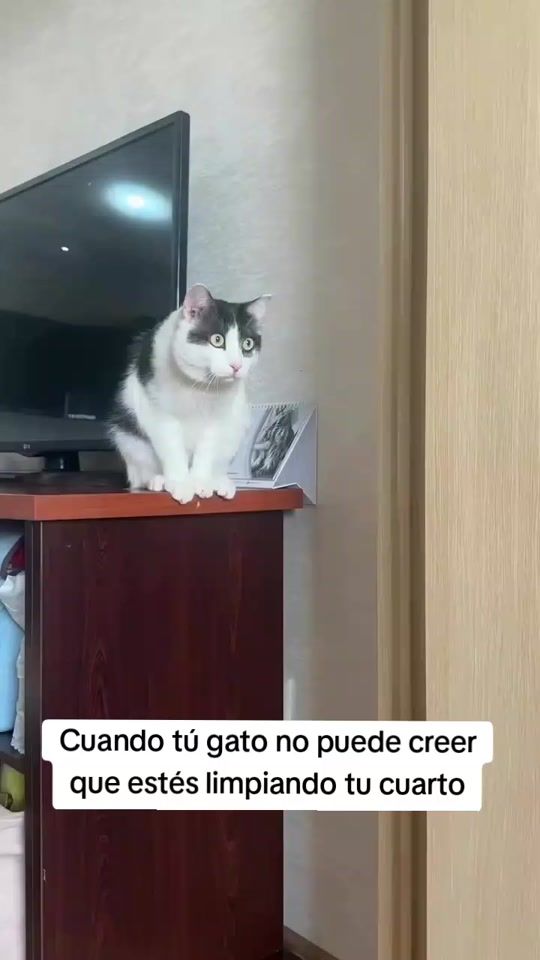 TikTok video thumbnail by lylyanht