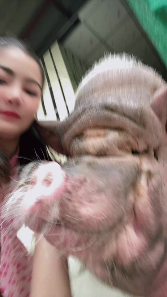 TikTok video thumbnail by mumu.minipig