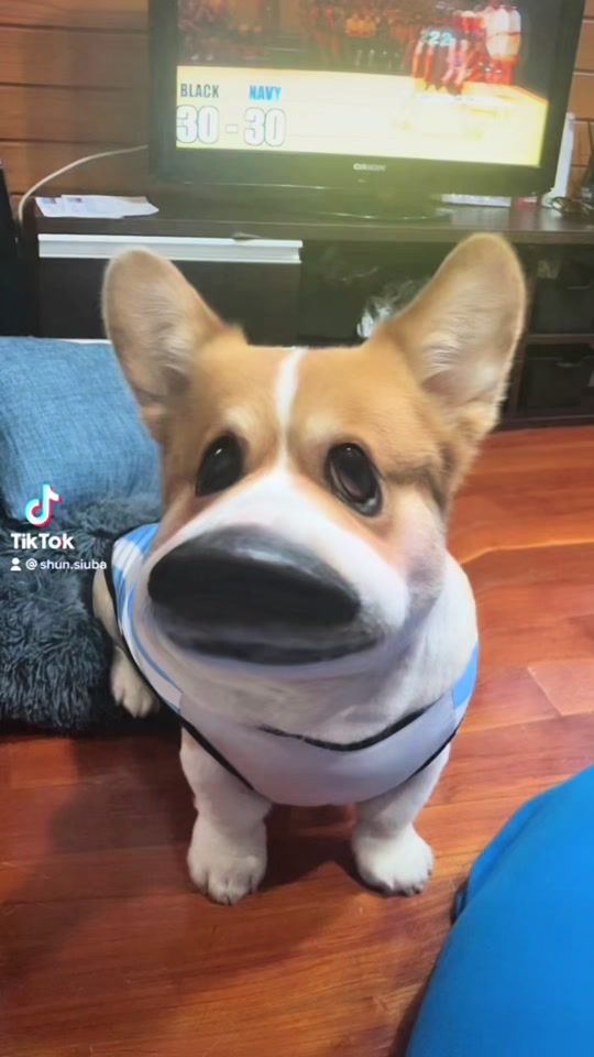 TikTok video thumbnail by shun.siuba
