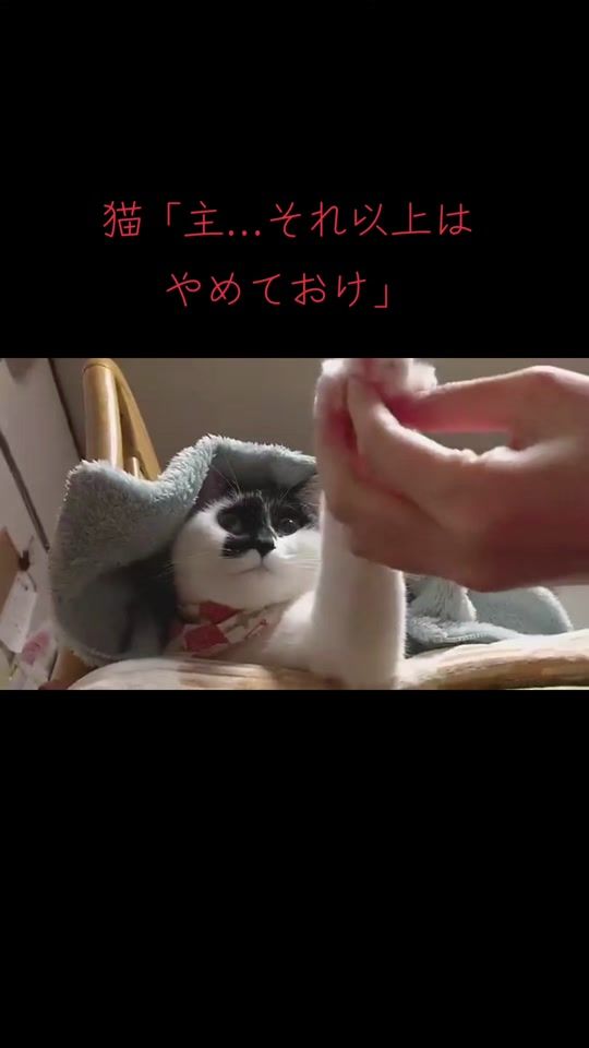 TikTok video thumbnail by animaruiyashi