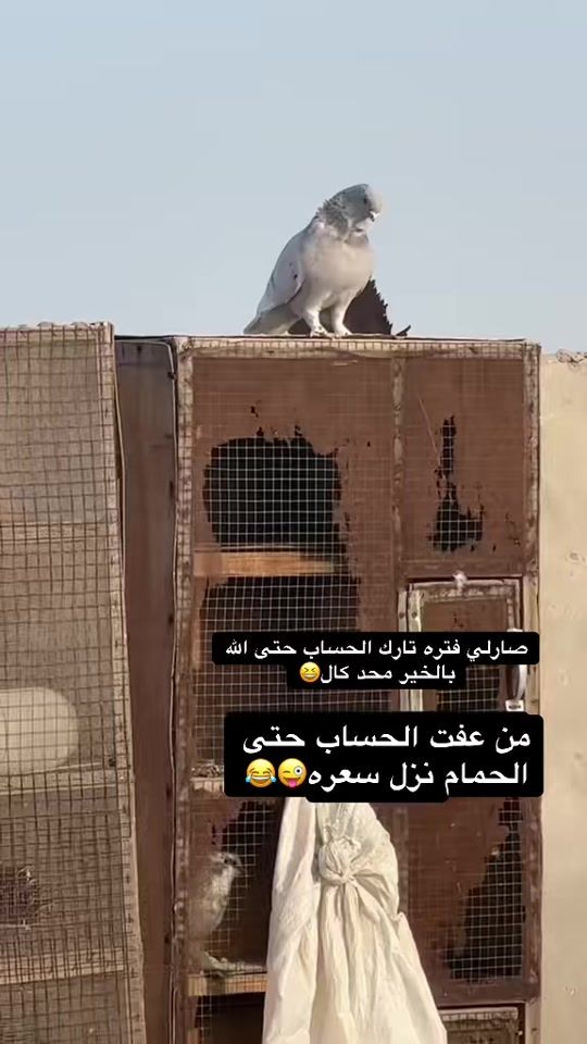 TikTok video thumbnail by mh_690