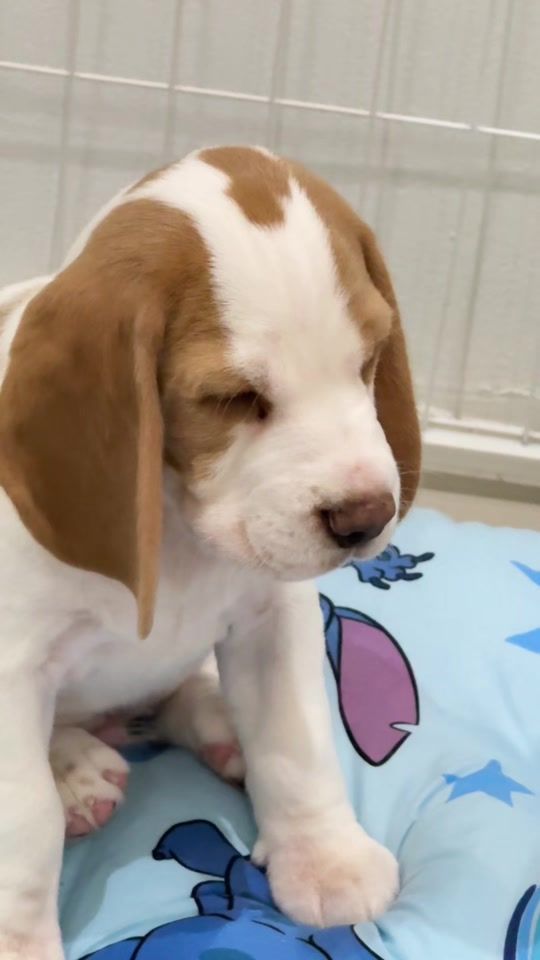 TikTok video thumbnail by shabumootha.story