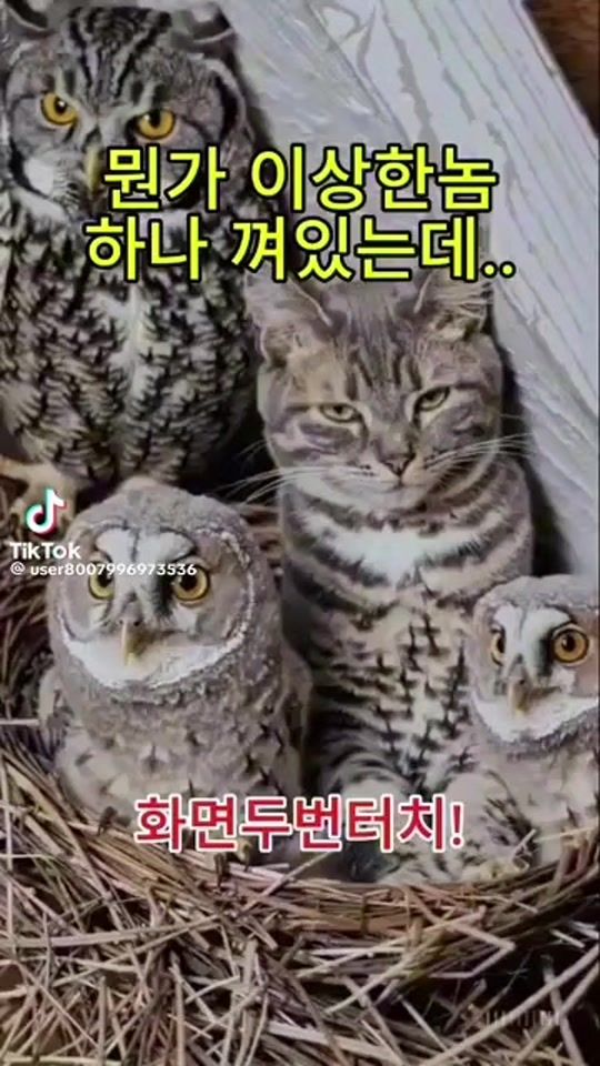 TikTok video thumbnail by hc1229