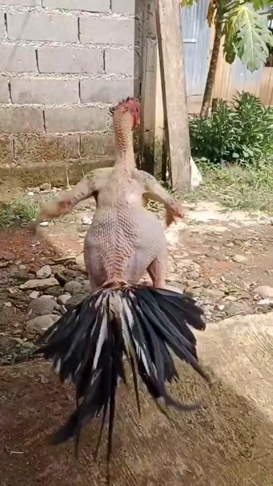 TikTok video thumbnail by gence_elmir