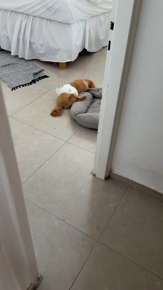 TikTok video thumbnail by tal_rigel