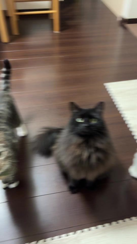 TikTok video thumbnail by ngk_25