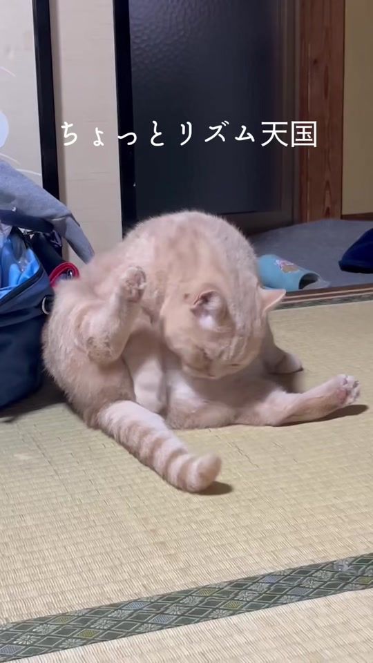 TikTok video thumbnail by kocchan28