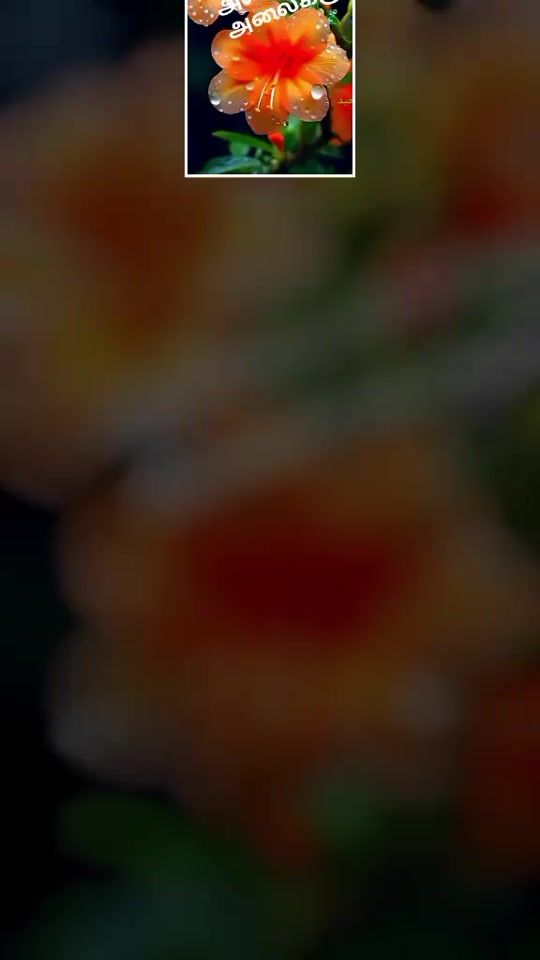 TikTok video thumbnail by sarababy7377