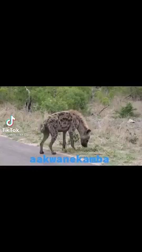 TikTok video thumbnail by haybo317