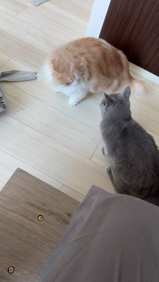 TikTok video thumbnail by cham_cham0405