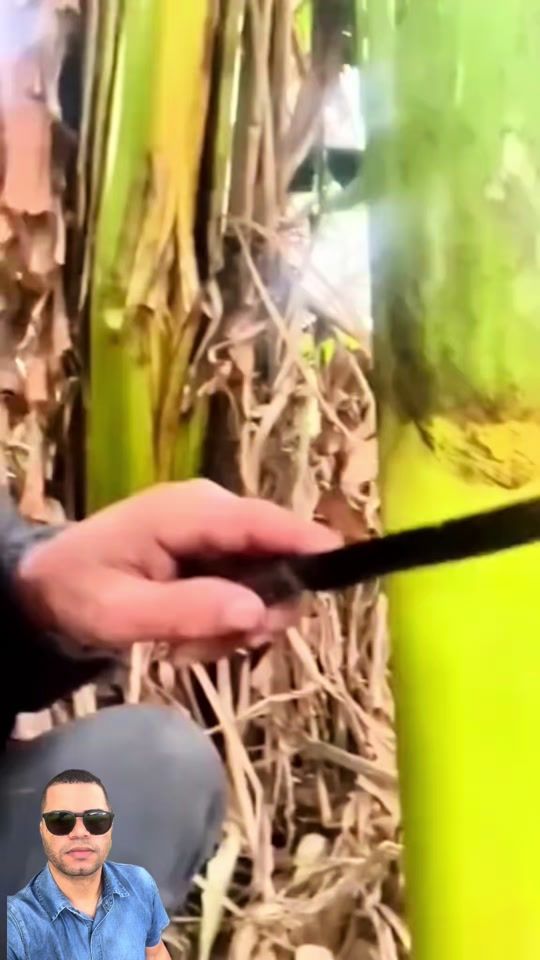 TikTok video thumbnail by mister.bruno6