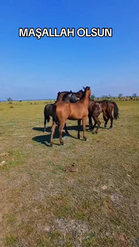 TikTok video thumbnail by tebieti_seven